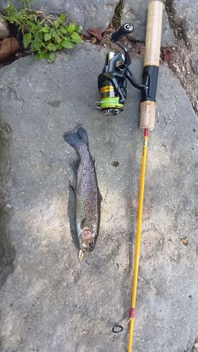 ニジマスの釣果