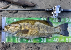 スモールマウスバスの釣果