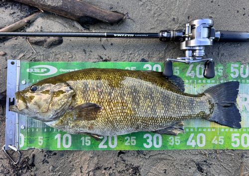スモールマウスバスの釣果