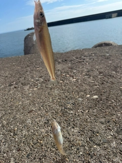 キスの釣果