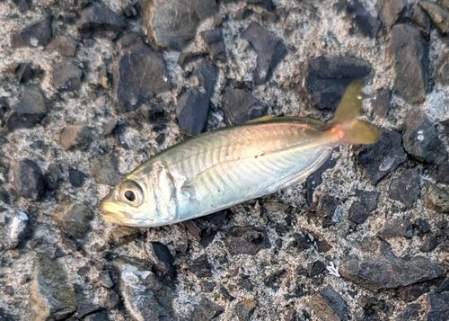 マアジの釣果