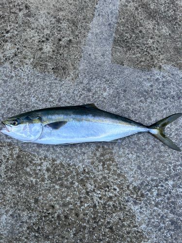 メジロの釣果