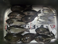 クチブトグレの釣果