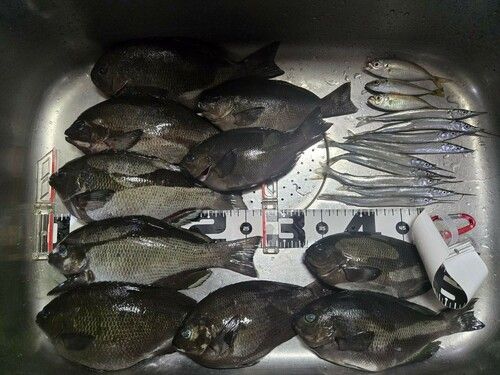 クチブトグレの釣果