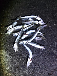 カマスの釣果