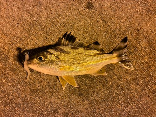 クワガナーの釣果