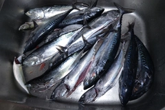 ソウダガツオの釣果