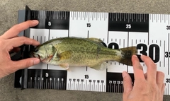 ラージマウスバスの釣果
