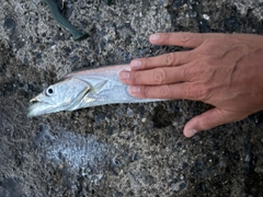 タチウオの釣果