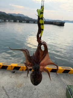 タコの釣果