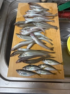 キスの釣果