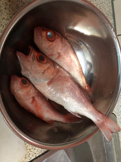 アカムツの釣果