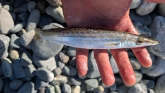 カマスの釣果