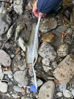 ニジマスの釣果