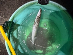 カマスの釣果