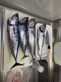ソウダガツオの釣果
