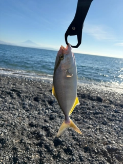 ショゴの釣果