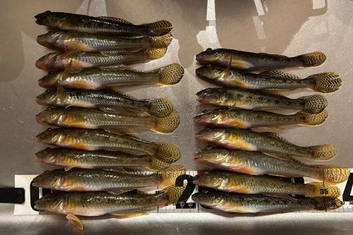 ハゼの釣果