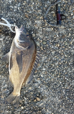 クロダイの釣果