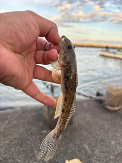 マハゼの釣果