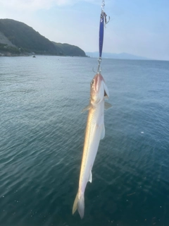エソの釣果
