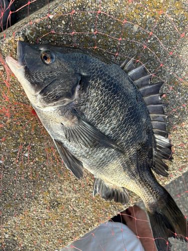 チヌの釣果