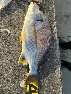 キビレの釣果