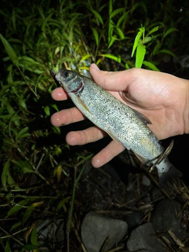 ウグイの釣果