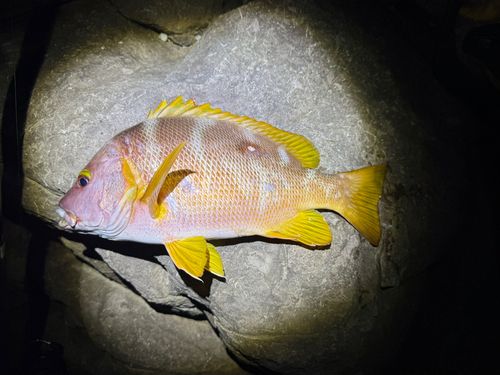 シブダイの釣果