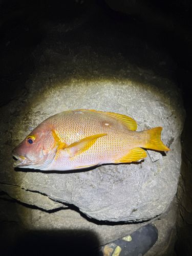 シブダイの釣果