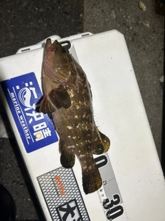 アコウの釣果