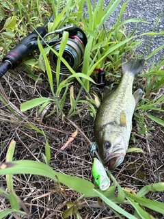 ラージマウスバスの釣果