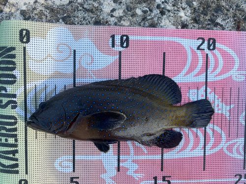 アオノメハタの釣果