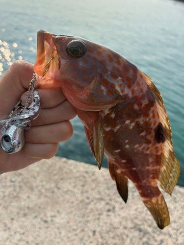 キジハタの釣果