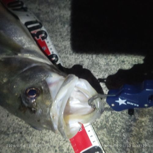 シーバスの釣果