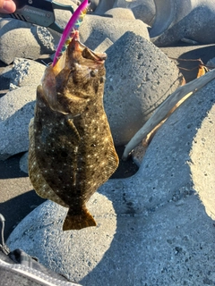 ヒラメの釣果
