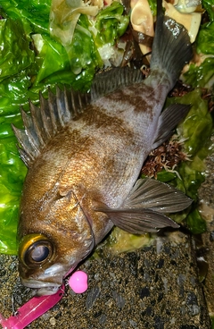 メバルの釣果