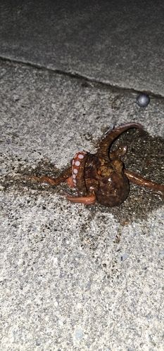 タコの釣果