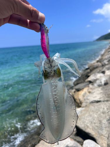 アオリイカの釣果