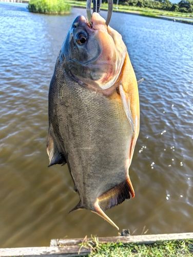 コロソマの釣果