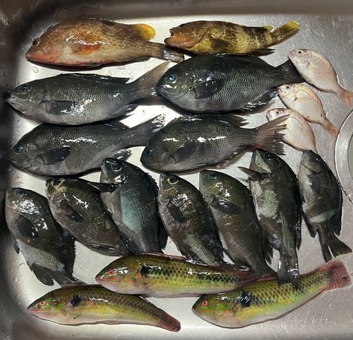 グレの釣果