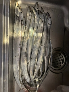 タチウオの釣果