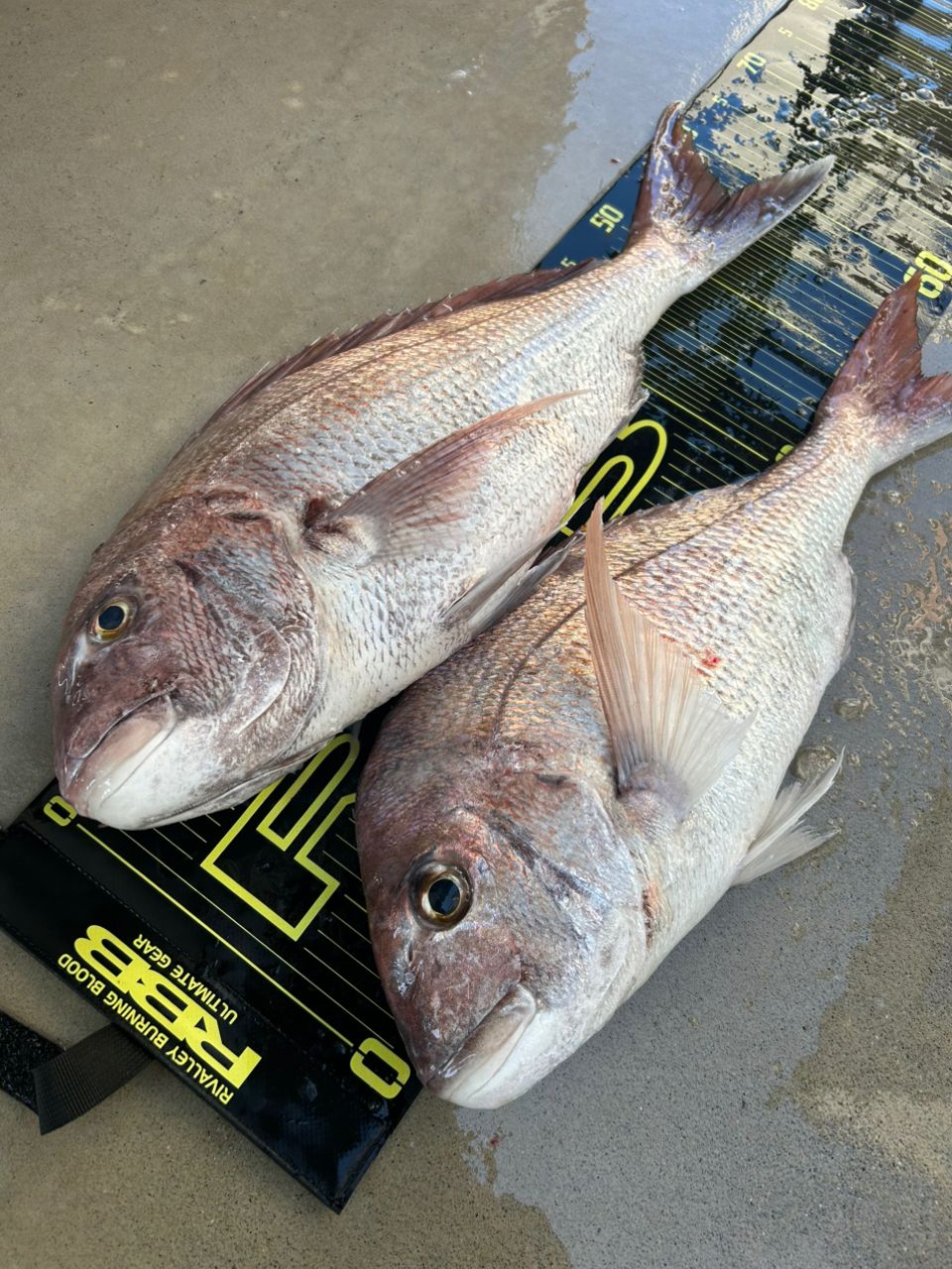 AbuGarcia ソルティーステージ PRM バーチカルコンタクトの最安値