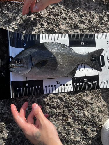 イスズミの釣果