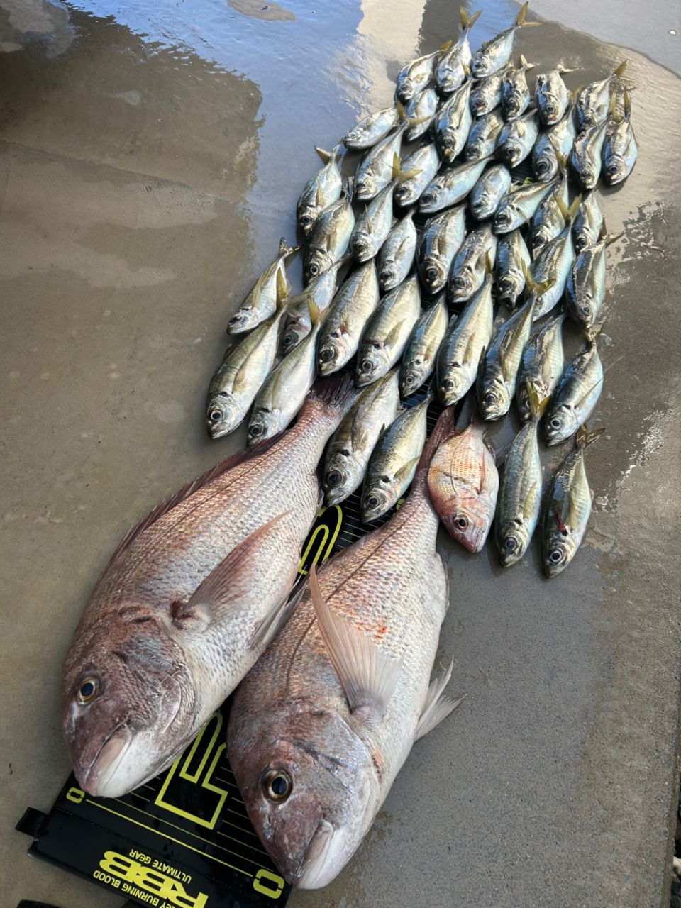 AbuGarcia ソルティーステージ PRM バーチカルコンタクトの最安値
