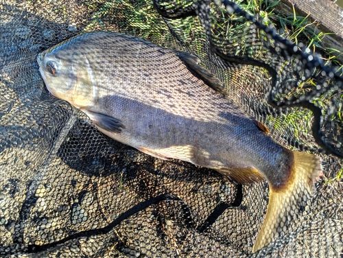 コロソマの釣果