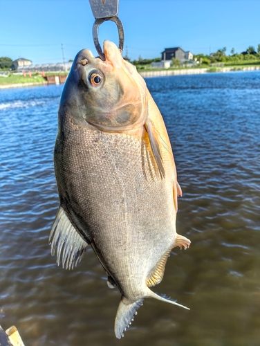 コロソマの釣果