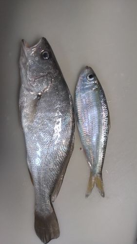 イシモチの釣果
