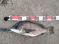 クロダイの釣果