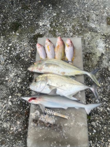 サメの釣果